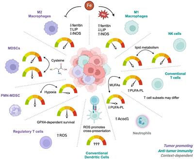 Immunometabolism of ferroptosis in the tumor microenvironment